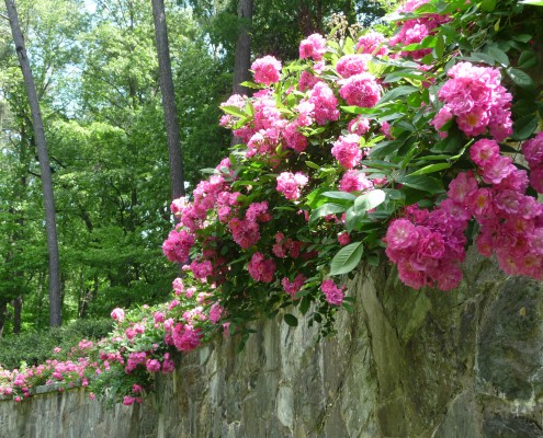 Gartenarbeit / Gartenbau - Top 10 Blogger auf Pinterest (USA)