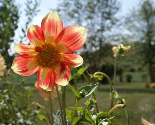 Gartenarbeit / Gartenbau – Top 10 Blogs auf Twitter (USA)