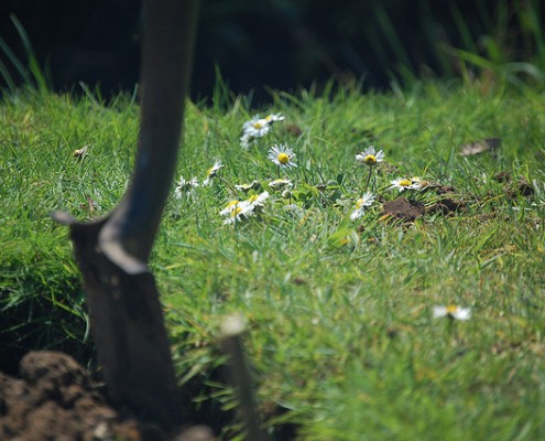 Gartenarbeit / Gartenbau - Top 10 Blogs in Großbritannien