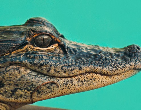 Top 10 Tageszeitungen in Florida